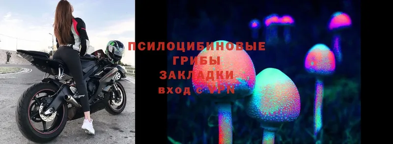 Псилоцибиновые грибы MAGIC MUSHROOMS  закладки  Стерлитамак 